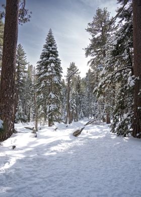 Palm Springs Winter Forest