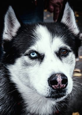 Husky