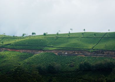 tea plantation