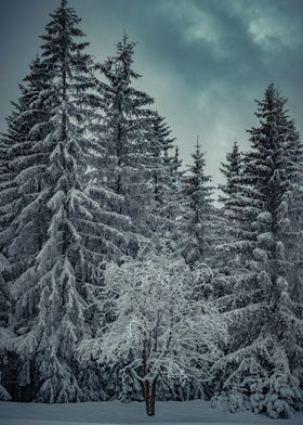 Frosty Tree
