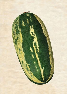 VINTAGE WATERMELON