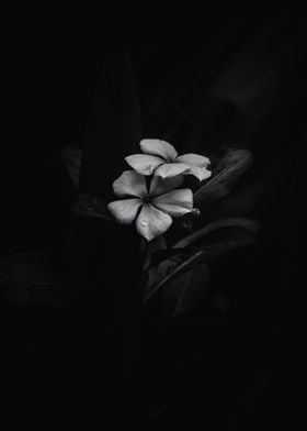 Black White Blossom flower