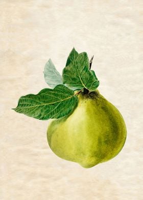 VINTAGE PEAR FRUIT