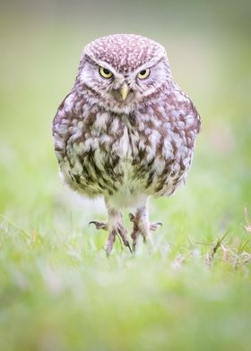 Little Owl Hop