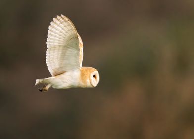 Barn Owl