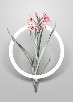 Vintage Sword Lily Flower