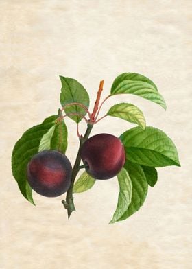 VINTAGE PLUMS