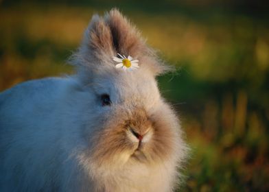 Super Adorable Flower Bunn