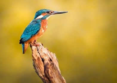 Kingfisher in Autumn