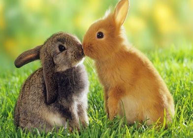 2 Adorable Bunnies Kissing