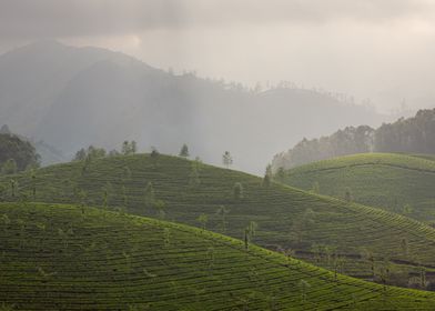 tea plantation