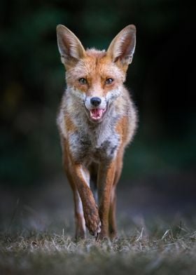 Fox Portrait