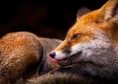 Fox  Reclined