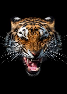 Angry tiger portrait