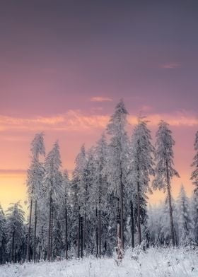 Beauty of winter