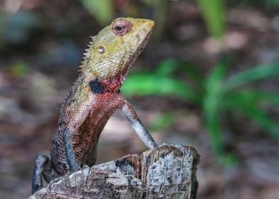 Oriental Garden Lizard