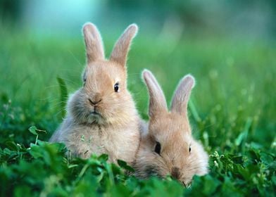 2 Cutie Baby Bunnies