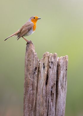 Robin