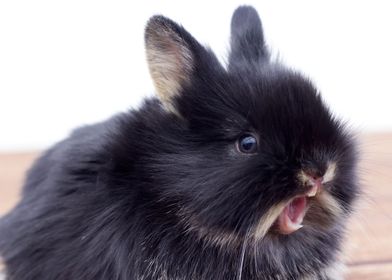 Cutie Black Bunny Yawning 