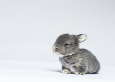 Baby Cutie Sleepy Bunny