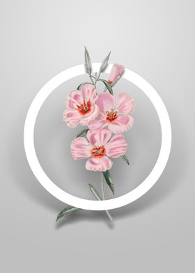 Pink Ruddy Godetia Flower