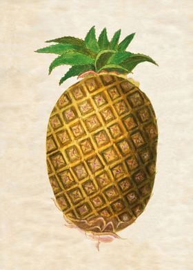 VINTAGE PINEAPPLE