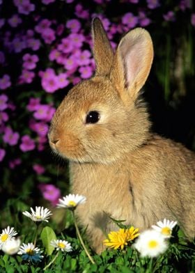 Baby Rabbit With Flower