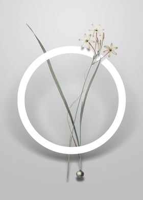 Ixia Longiflora Flower Art