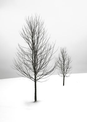 Snowy Serenity