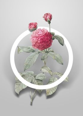 Agatha Rose in Bloom Art