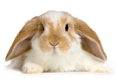 Innocent Cute Bunny Poster