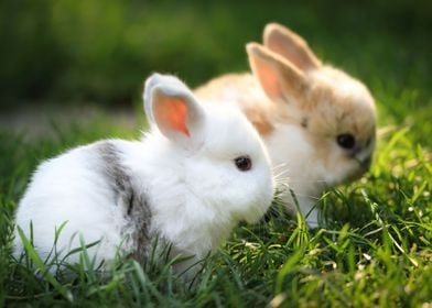 2 Adorable Baby Bunnies