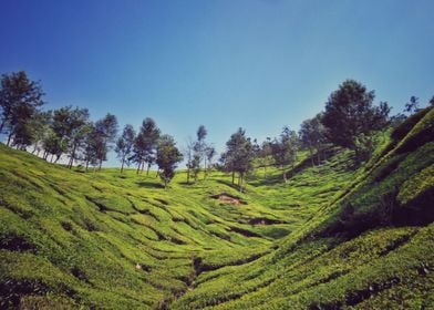 tea plantation