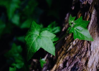 Tree Trunk wrapped in Ivy