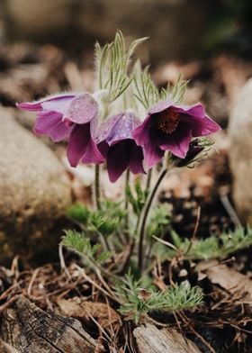 Pasque Flower with Dew