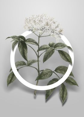 Elderberry Flowering Plant