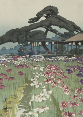 Ukiyo e Iris Garden