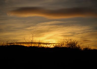 Sunset over hedge row