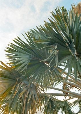 Palm Fronds Photography