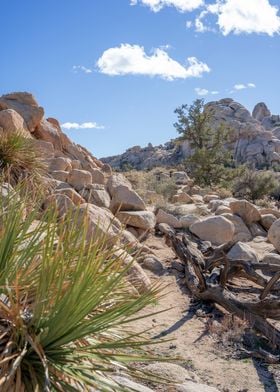 Joshua Tree Hiking Trail