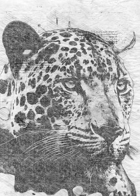 Jaguar pencil sketch