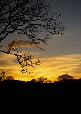 Sunset Forest Silhouette