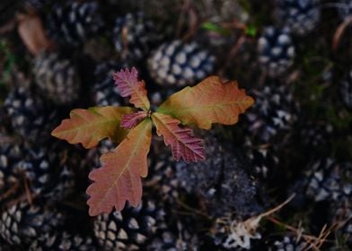 Tiny Oak Tree