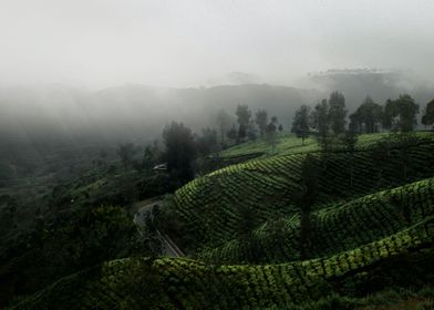 tea plantation