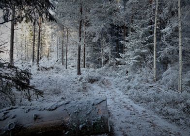 Frozen winter forest