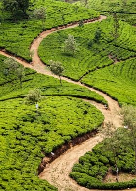 tea plantation