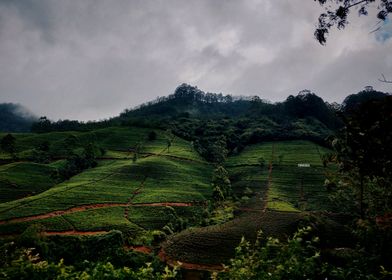 tea plantation