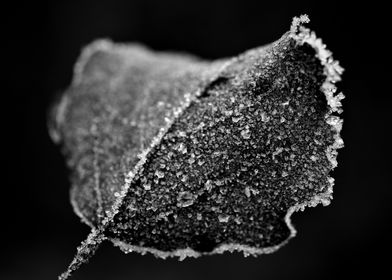 Frosty leaf