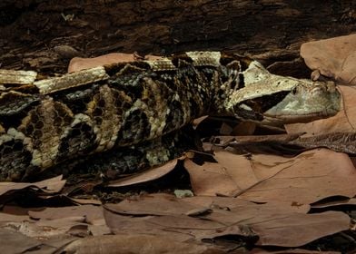 Portrait Gabon Viper