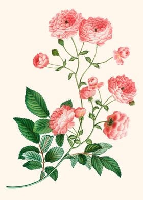 Vintage Flowers Art Botany